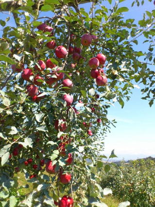 商品紹介 - 大江町同志会 鈴木果樹園